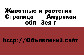  Животные и растения - Страница 11 . Амурская обл.,Зея г.